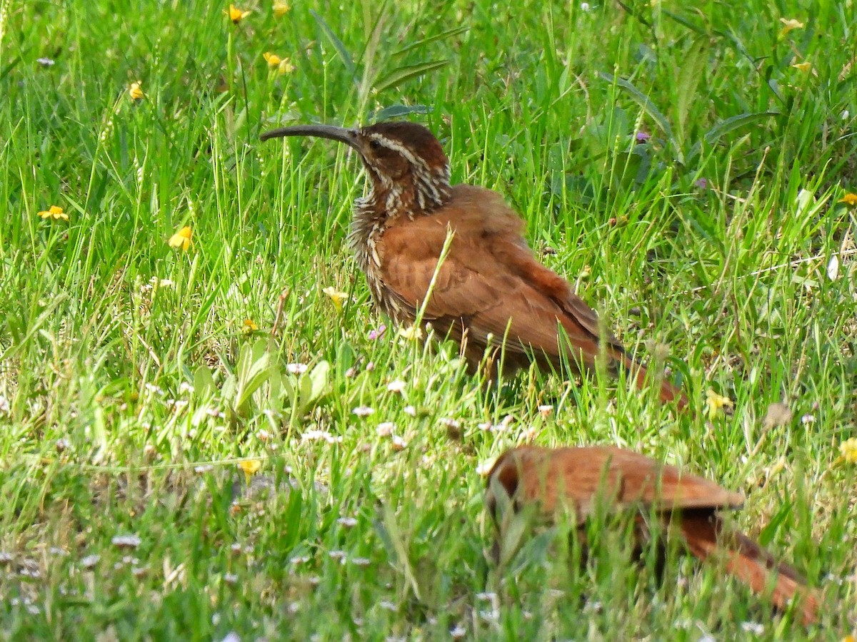 Scimitar-billed Woodcreeper - ML645852930
