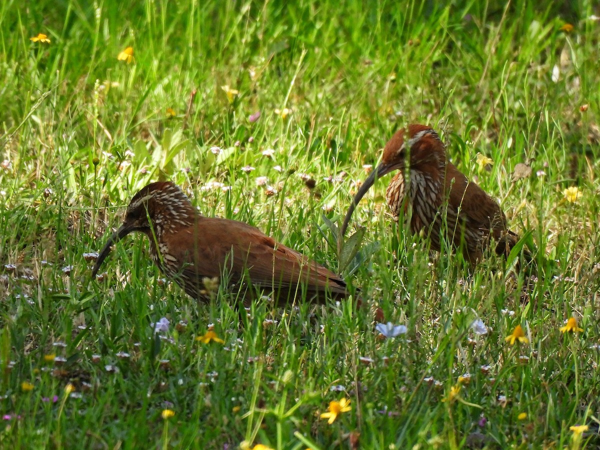 Scimitar-billed Woodcreeper - ML645852931