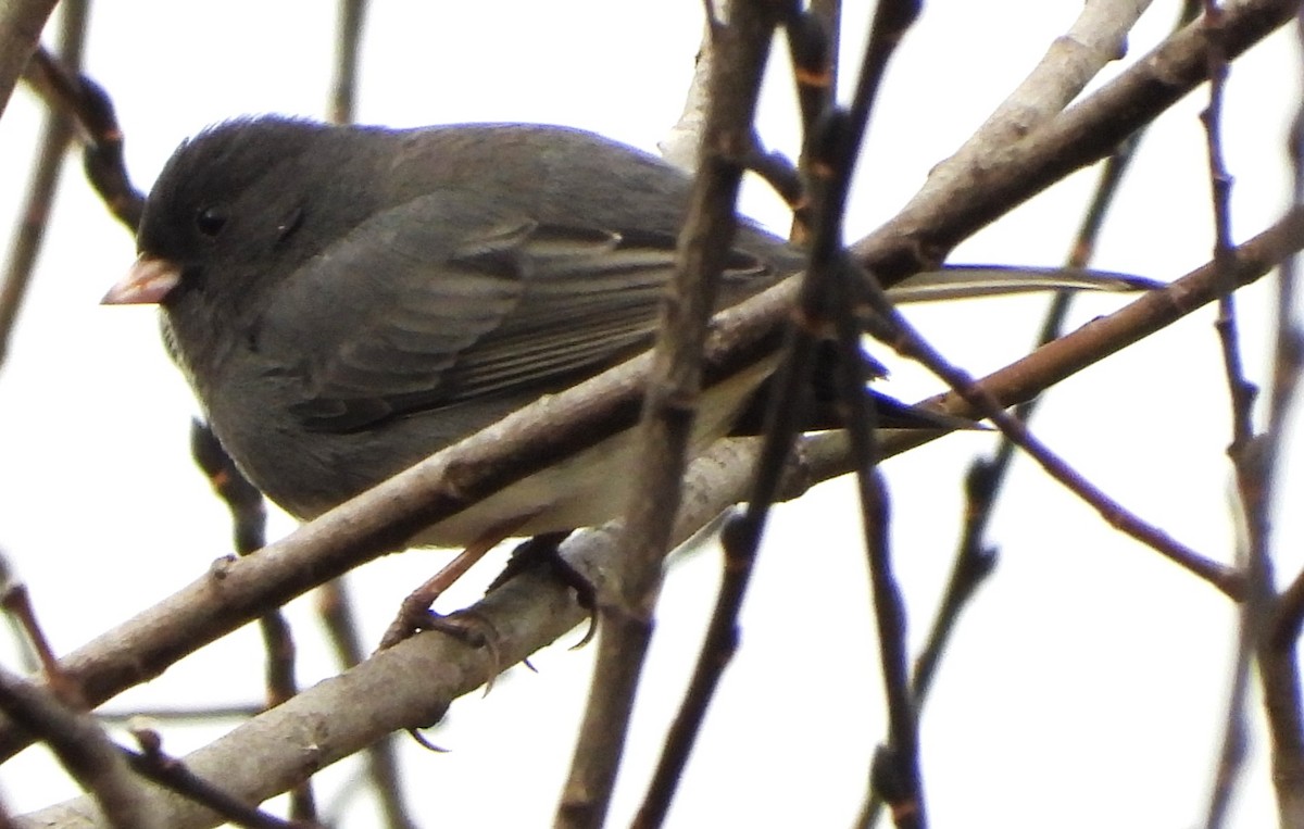 יונקו כהה-עין - ML645852933