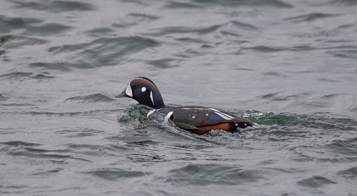 Harlequin Duck - ML645852934