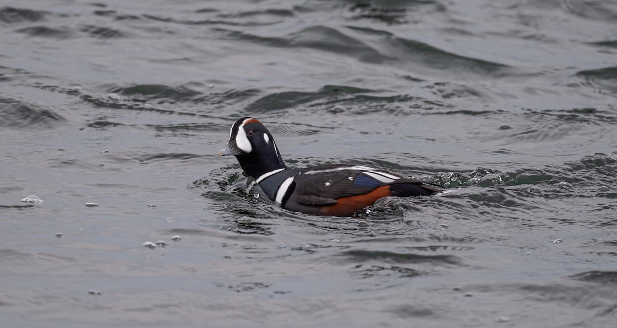 Harlequin Duck - ML645852935