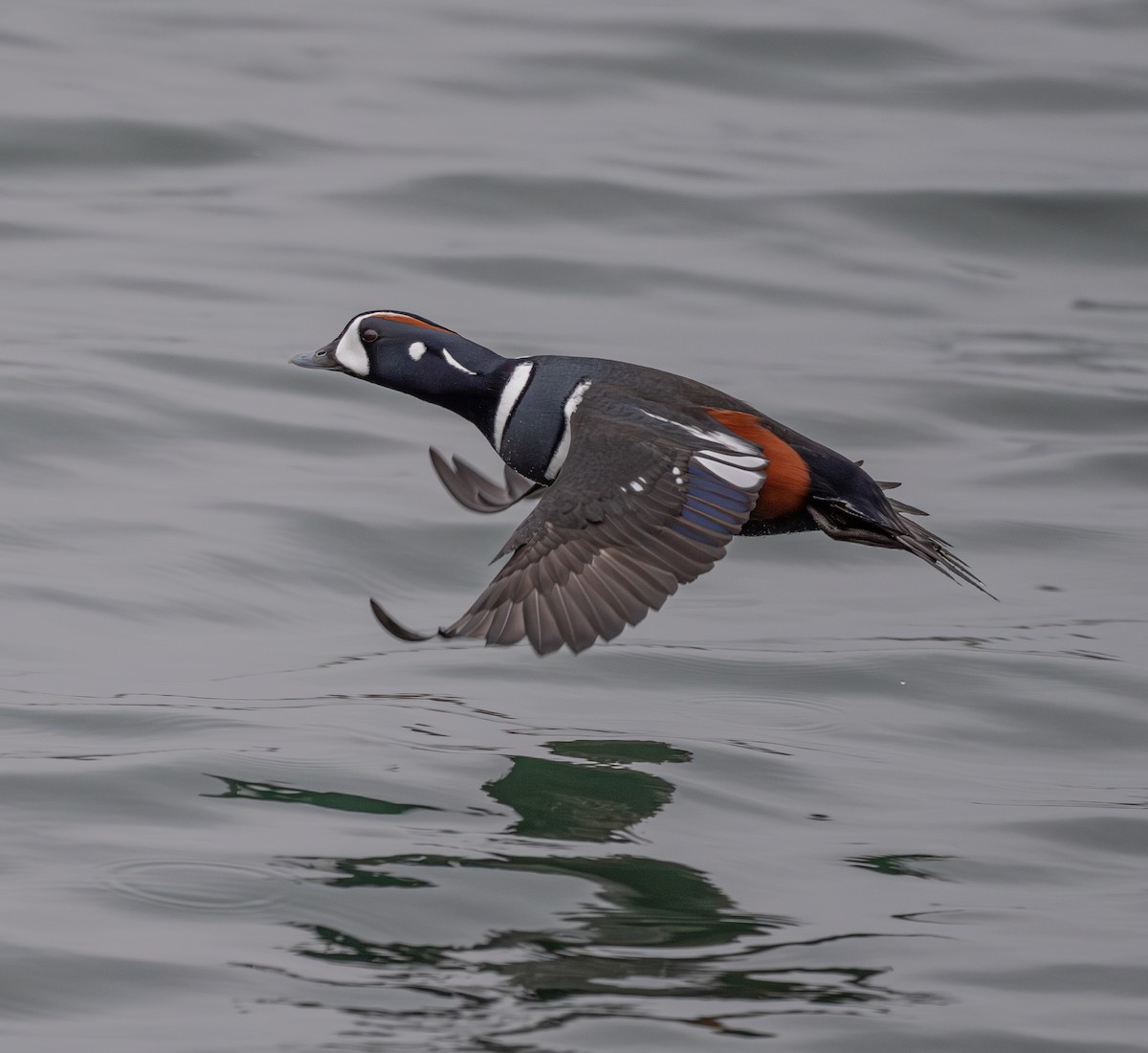 Harlequin Duck - ML645852936