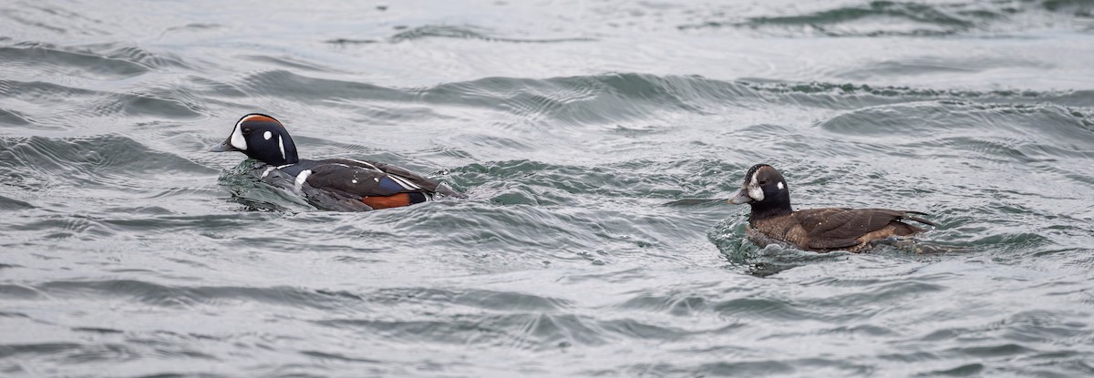 Harlequin Duck - ML645852937