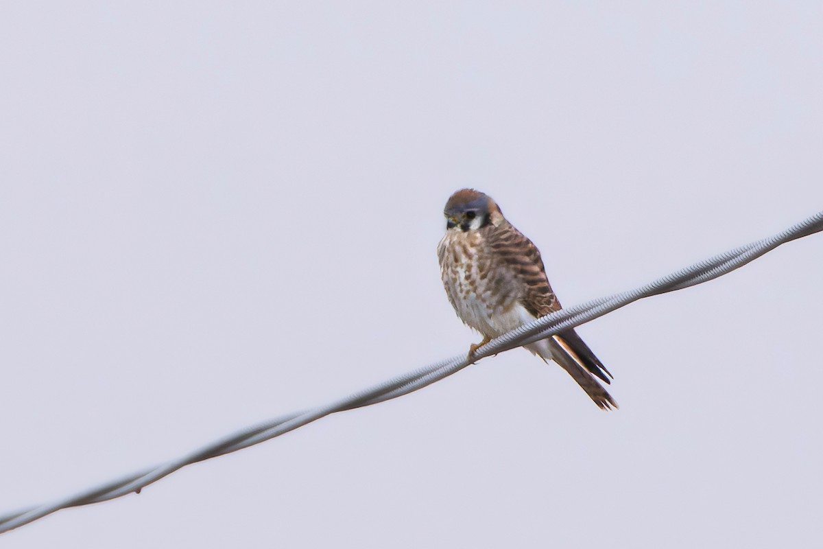 בז אמריקני - ML645852938