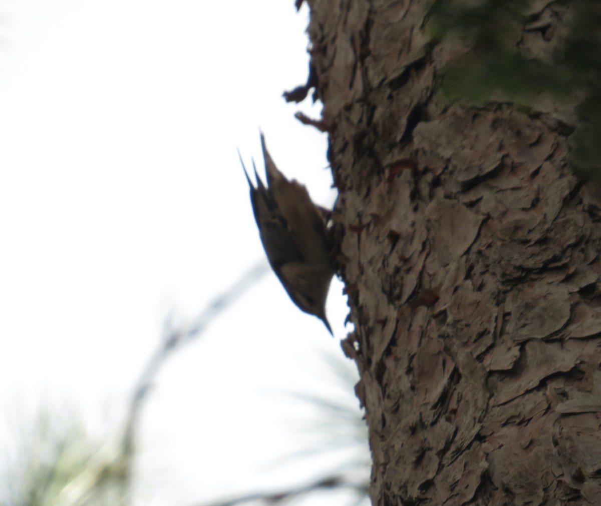 ムナジロゴジュウカラ - ML645852939