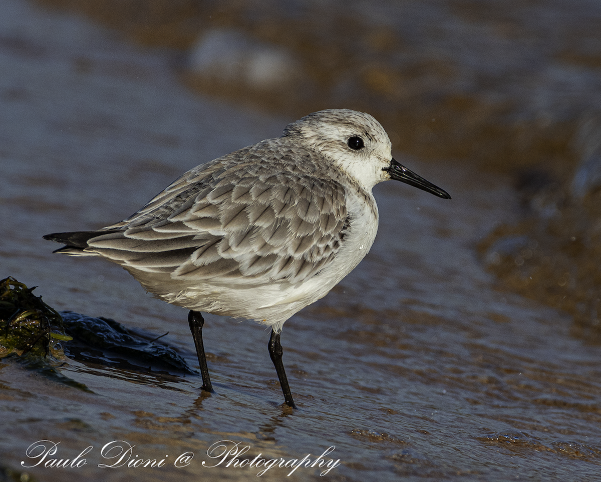 חופית לבנה - ML645852940