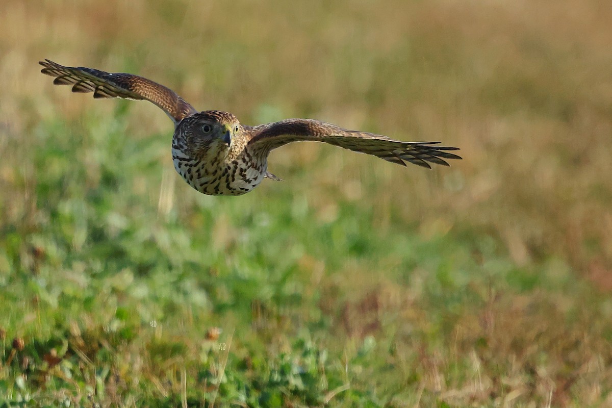 Cooper's Hawk - ML645852942