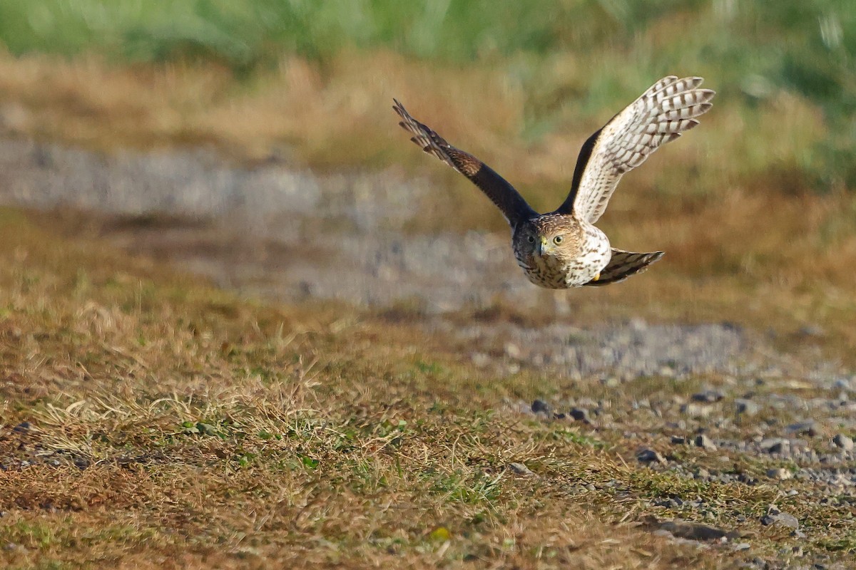 Cooper's Hawk - ML645852943