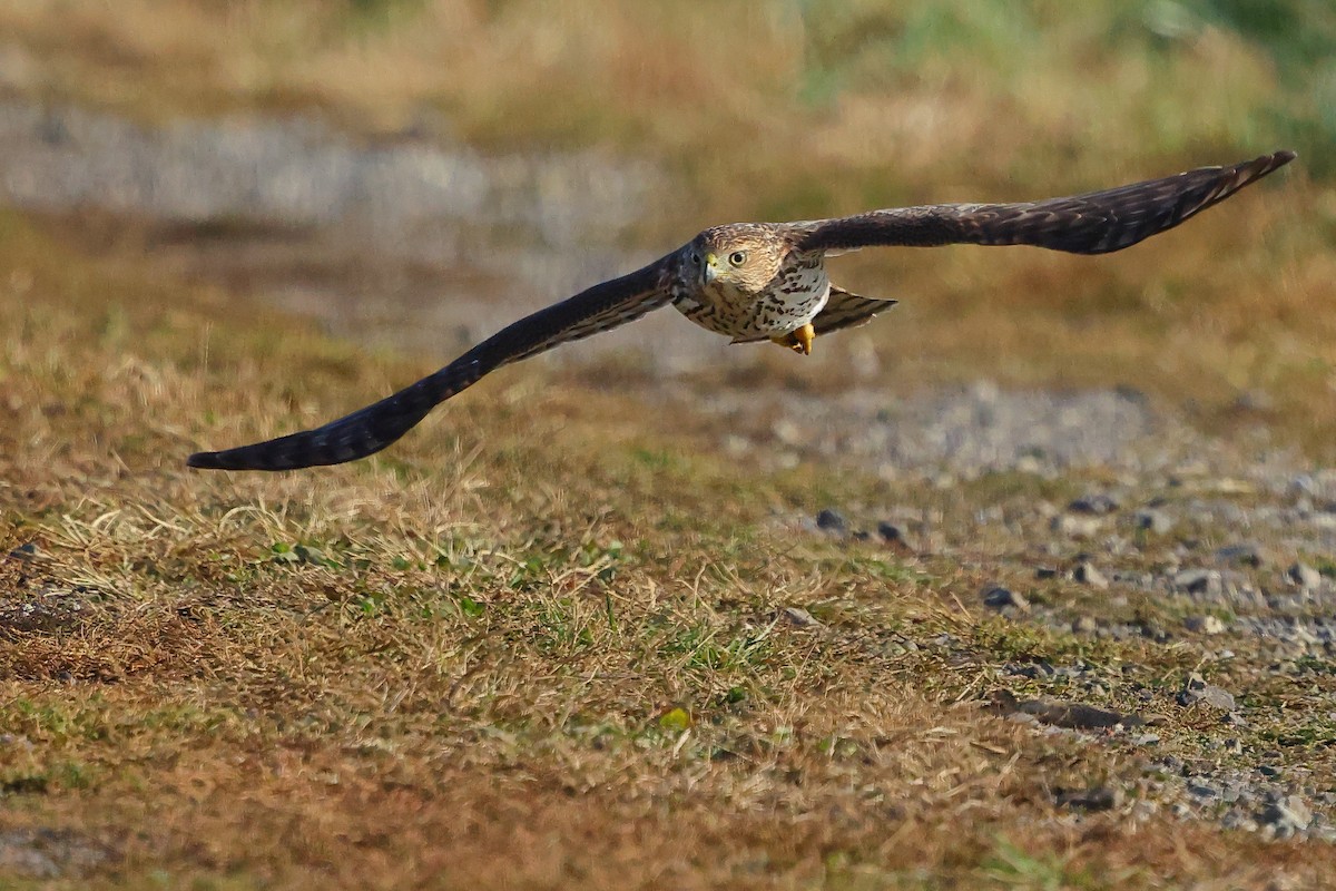 Cooper's Hawk - ML645852944