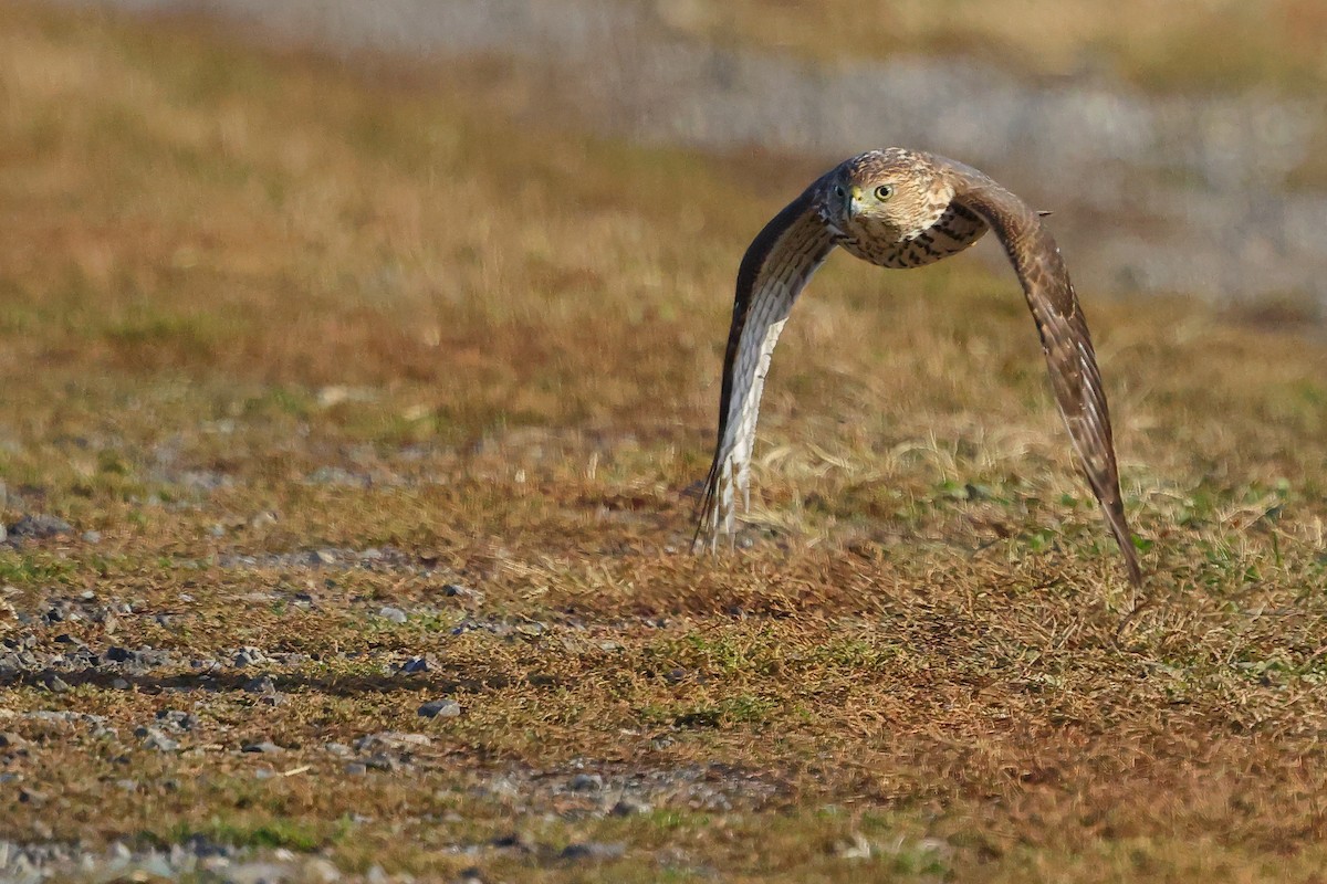 Cooper's Hawk - ML645852945