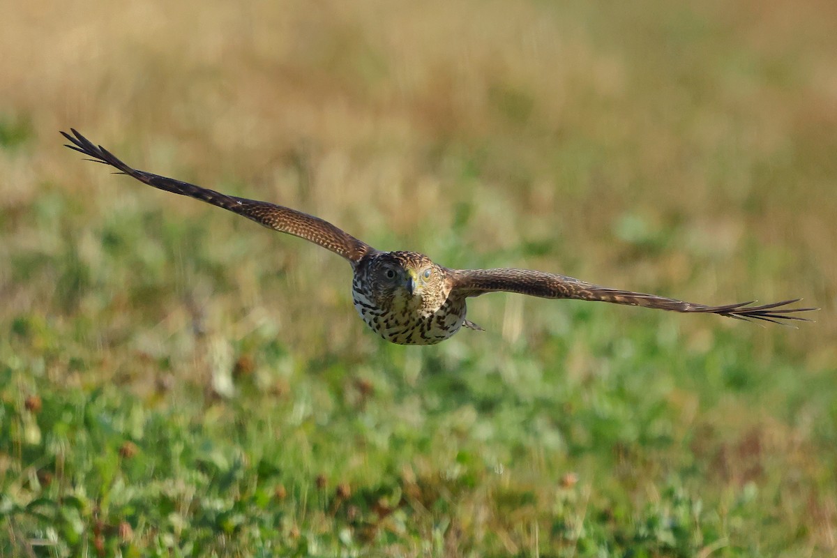 Cooper's Hawk - ML645852946