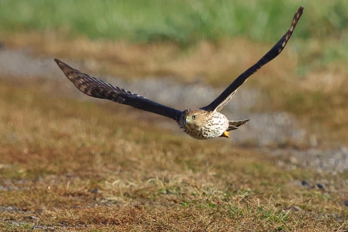 Cooper's Hawk - ML645852947