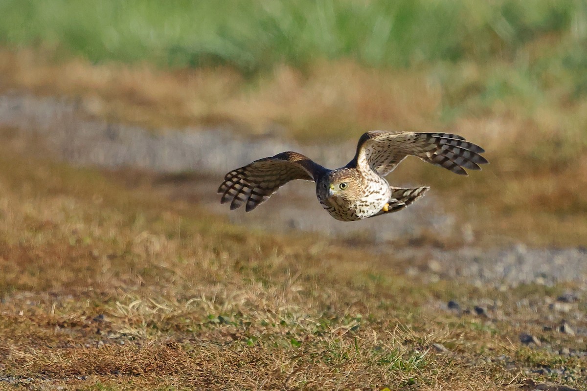 Cooper's Hawk - ML645852948