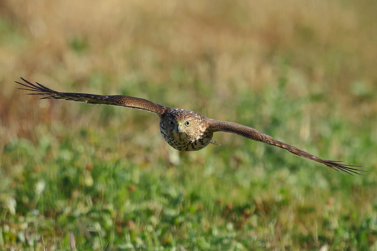 Cooper's Hawk - ML645852949