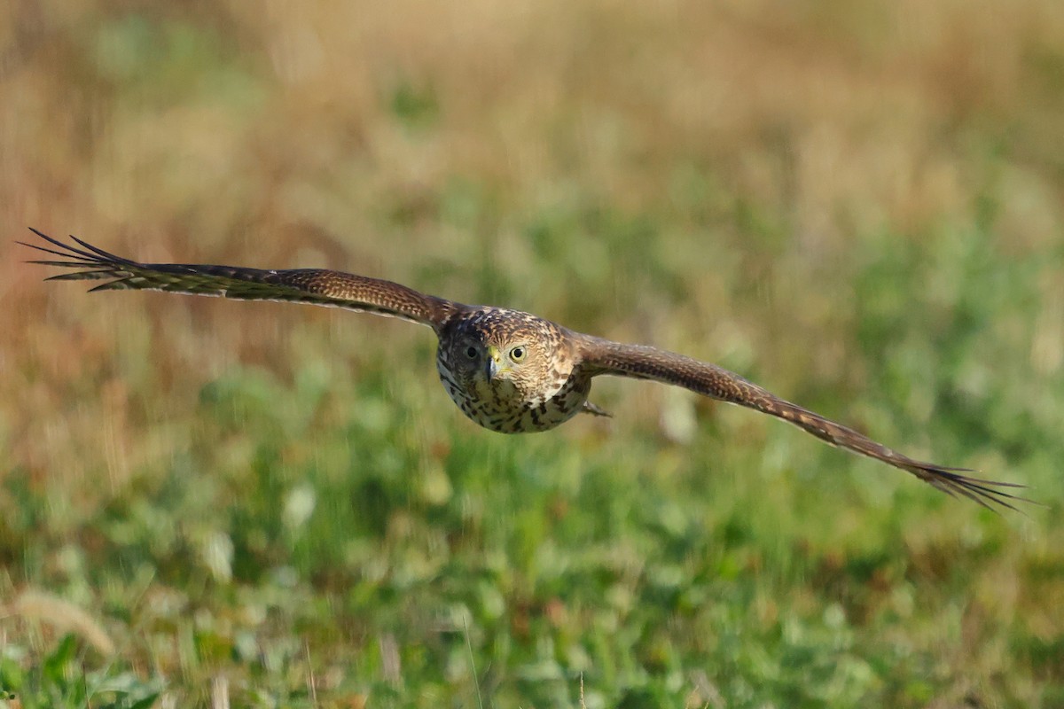 Cooper's Hawk - ML645852950