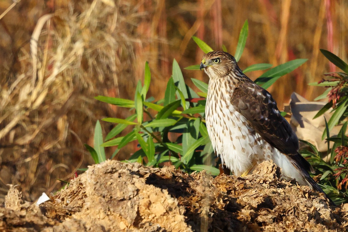Cooper's Hawk - ML645852951
