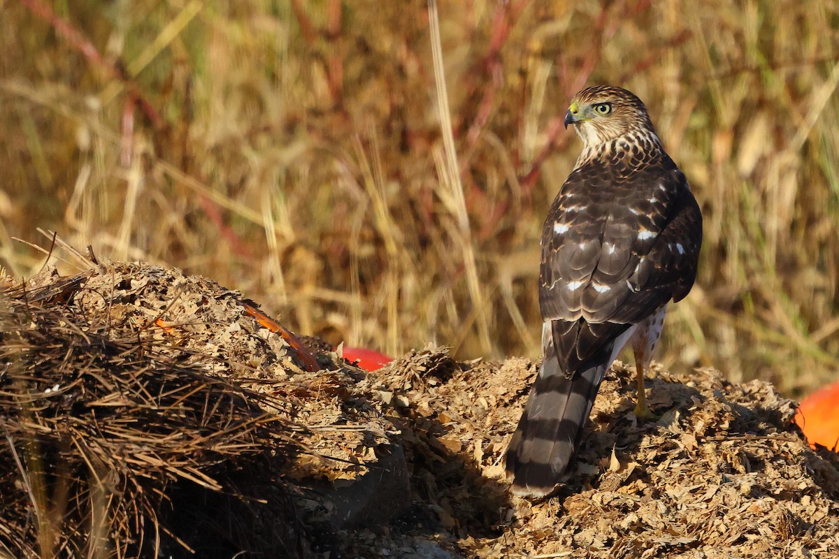 Cooper's Hawk - ML645852952