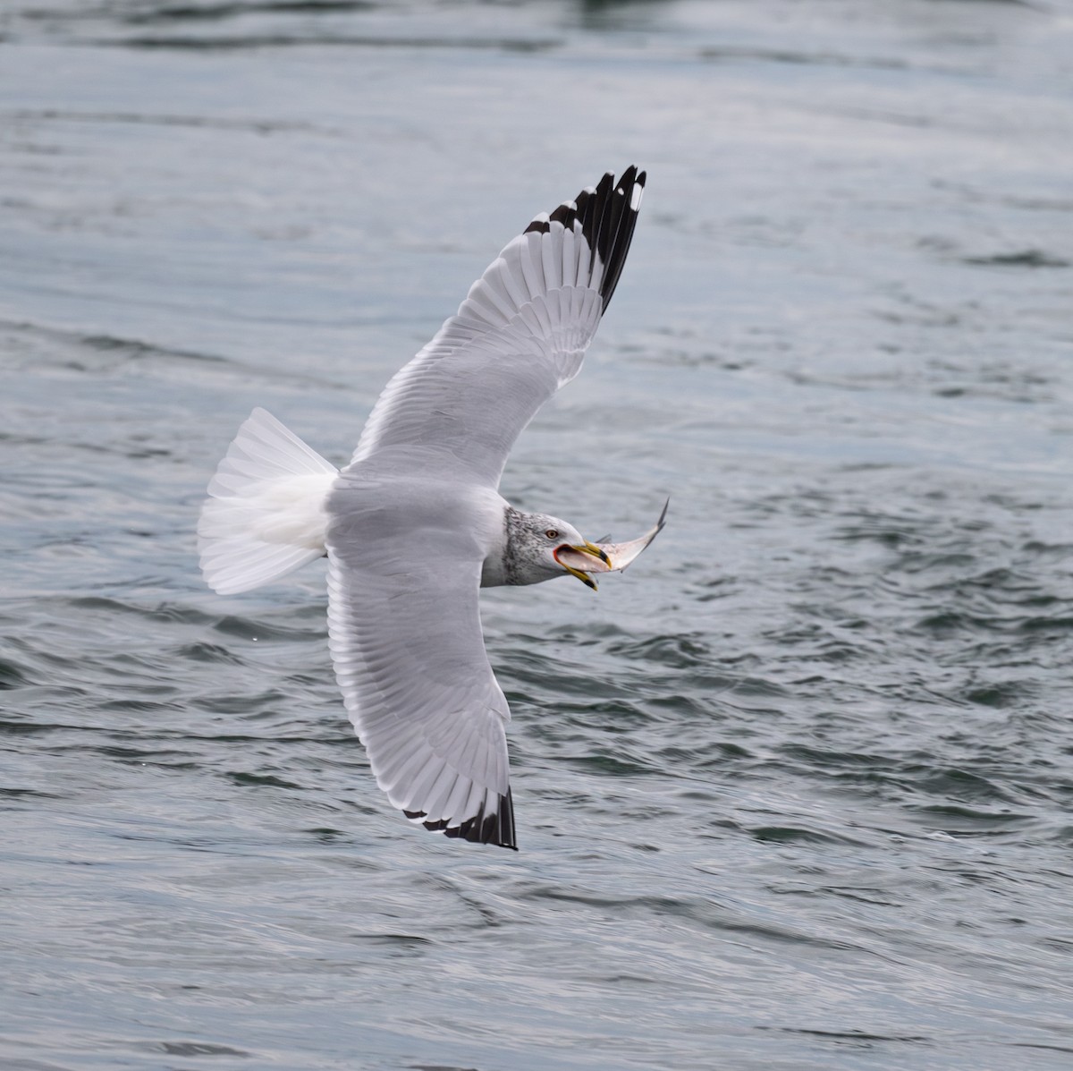 Ring-billed Gull - ML645852954