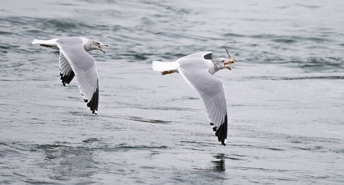 Ring-billed Gull - ML645852955