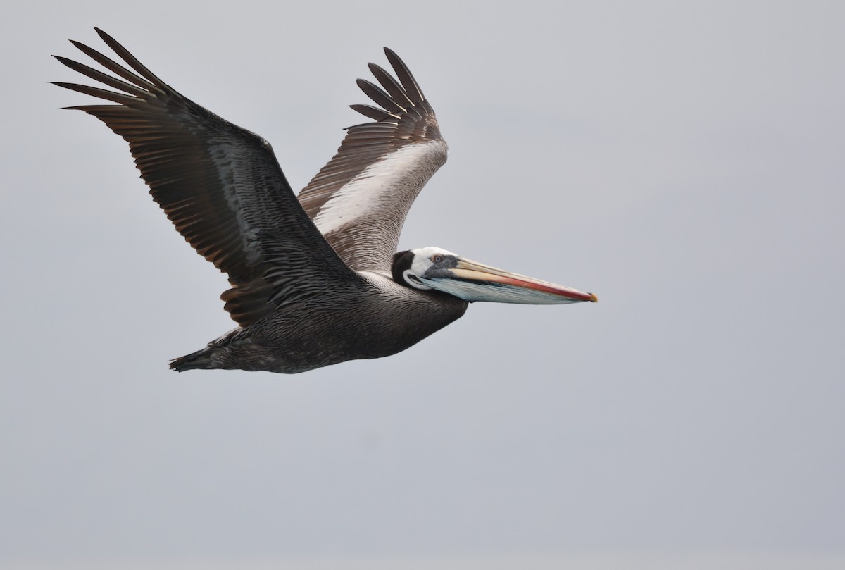 Peruvian Pelican - ML645852957