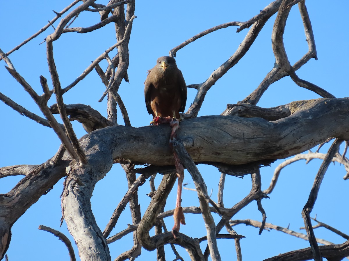 黑鳶(aegyptius/parasitus) - ML645852959