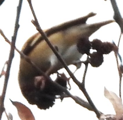 Altın İskete - ML645852962