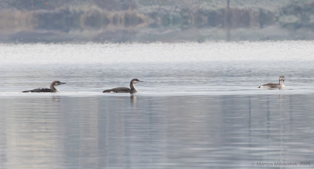 Arctic Loon - ML645852968