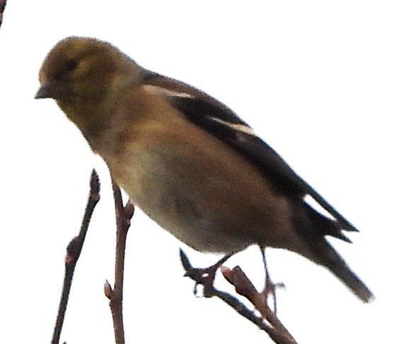 Altın İskete - ML645852983