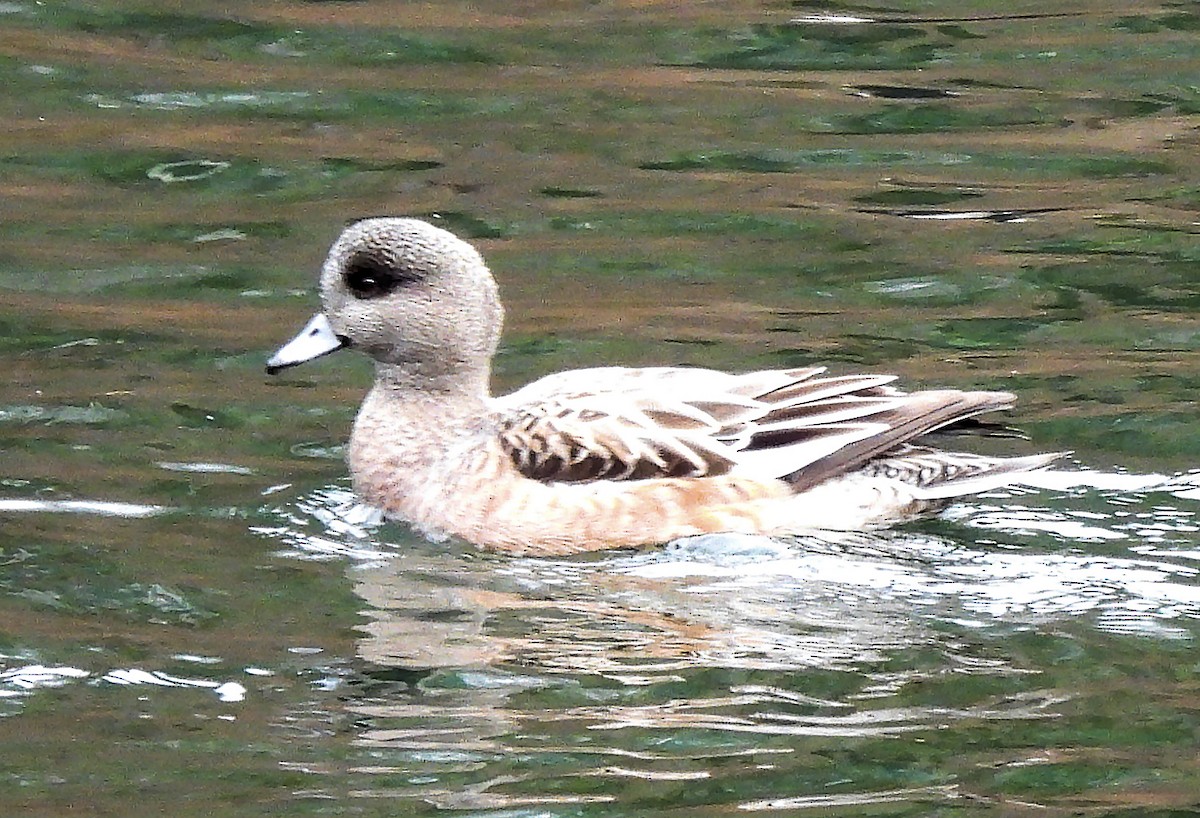 American Wigeon - ML645852984
