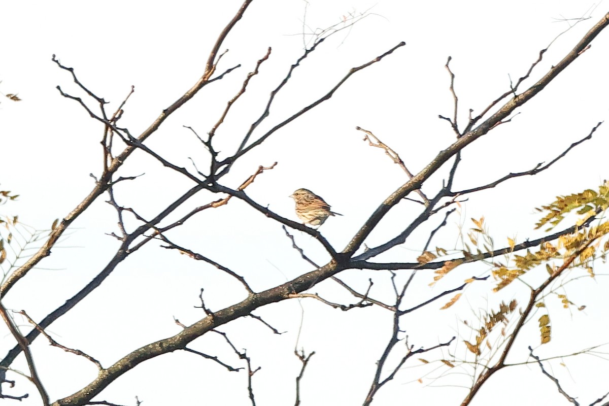 Savannah Sparrow - ML645852986