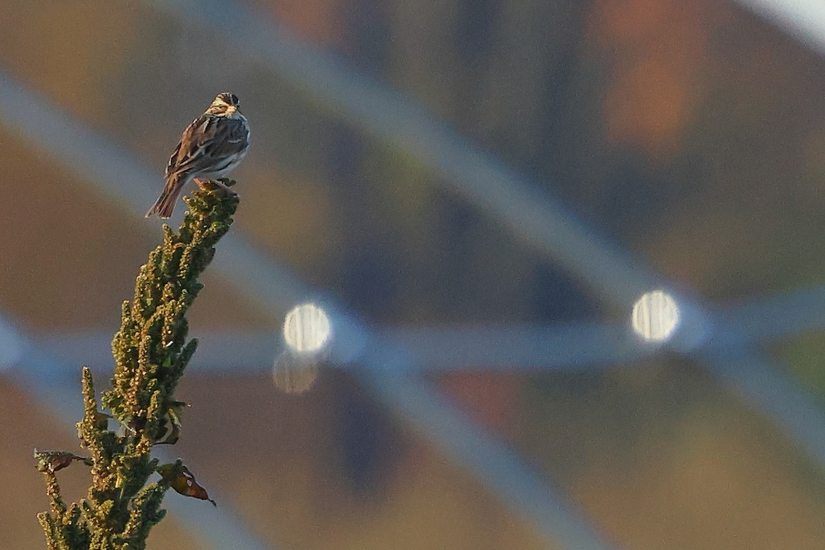 Savannah Sparrow - ML645852988