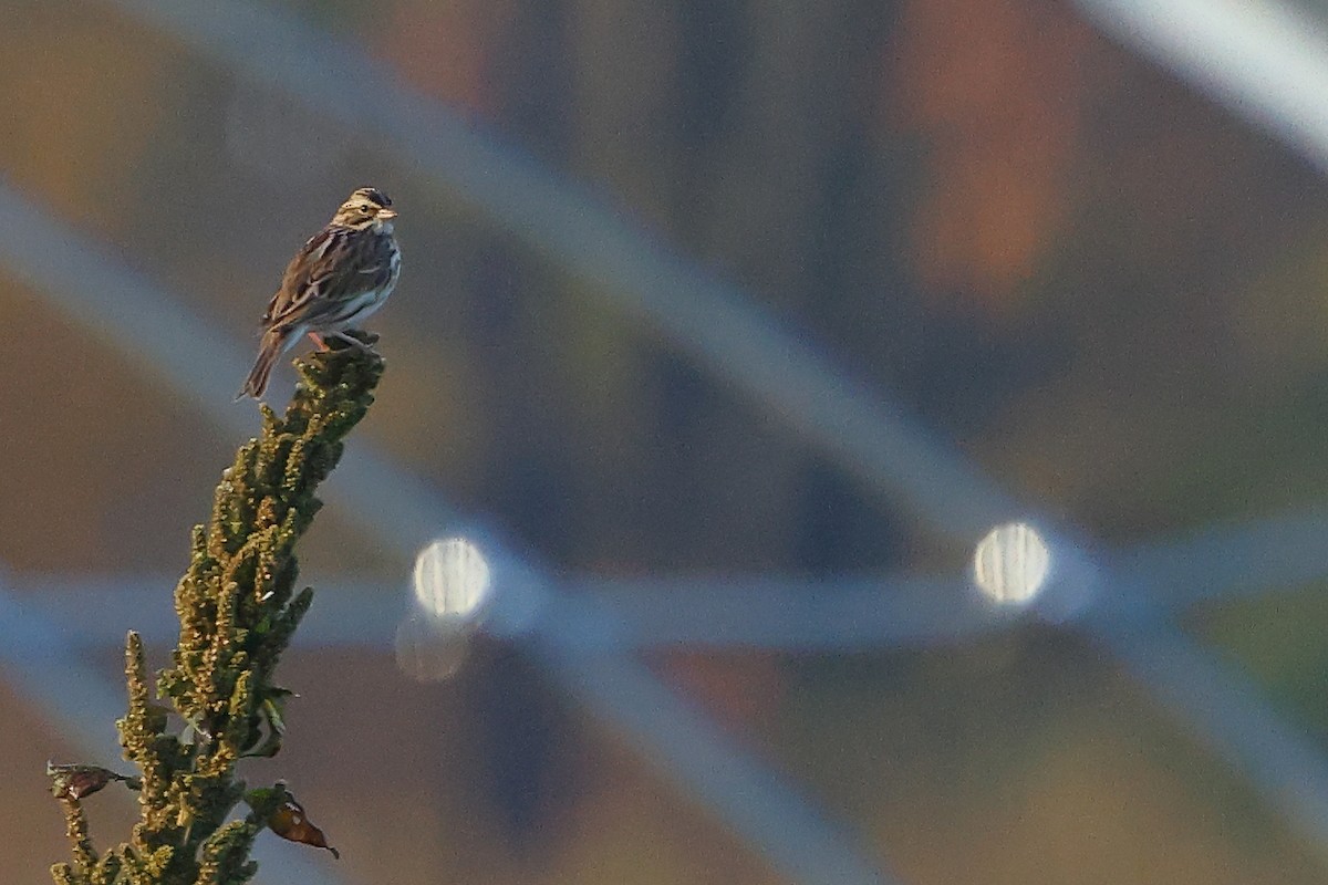 Savannah Sparrow - ML645852989