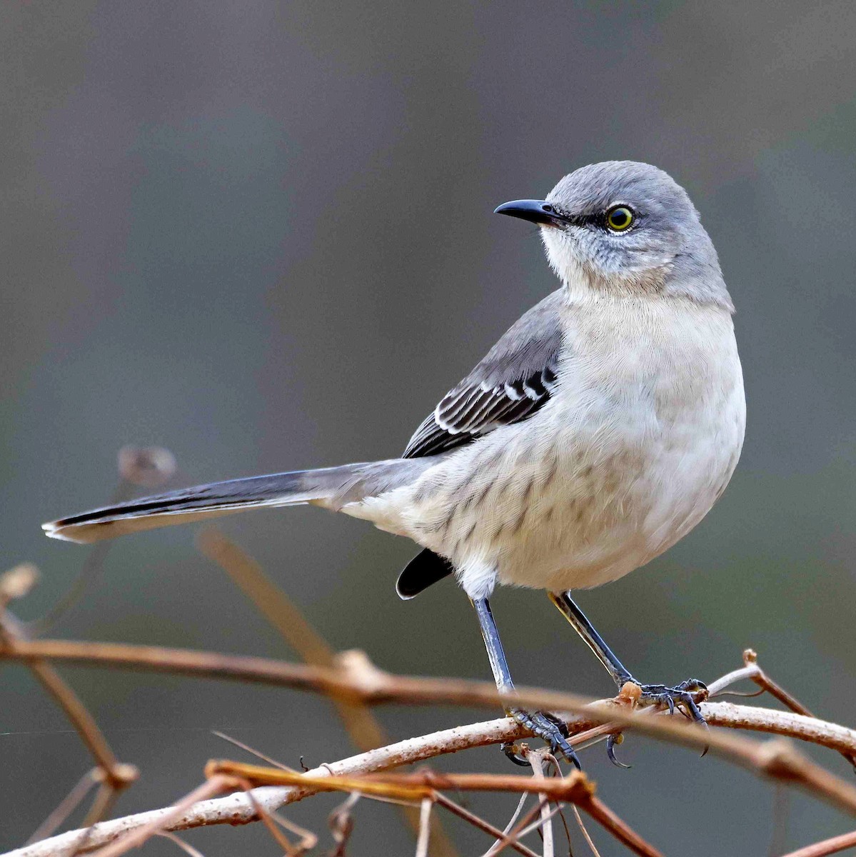 Northern Mockingbird - ML645852990