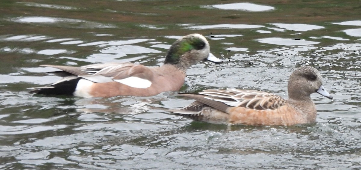 American Wigeon - ML645852991
