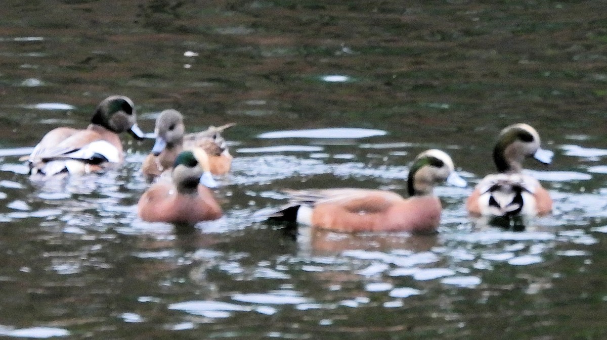 American Wigeon - ML645852992