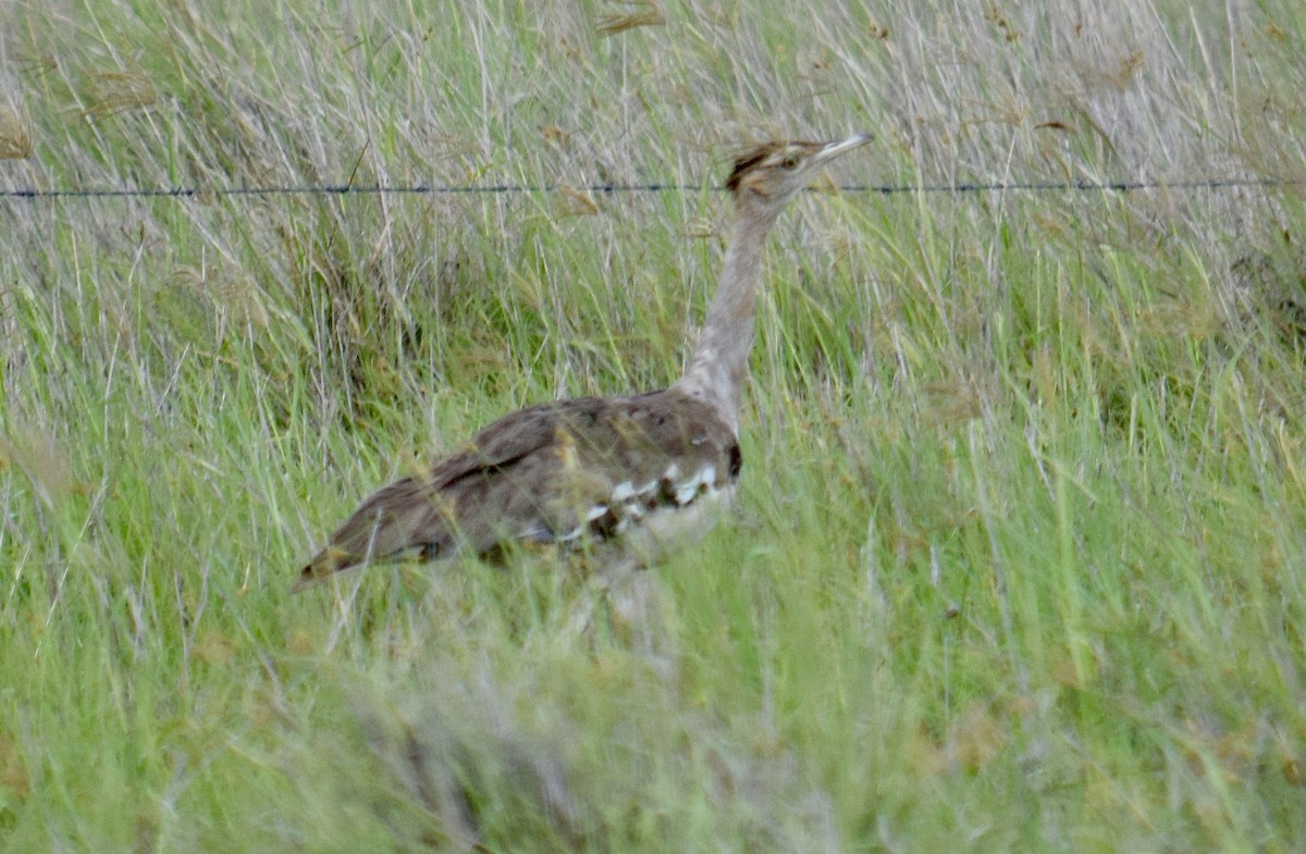 Australian Bustard - ML645853013