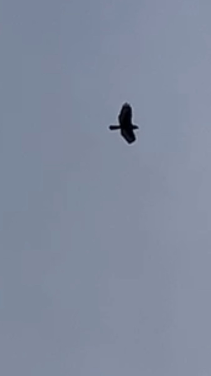 kongevåk - ML645853014