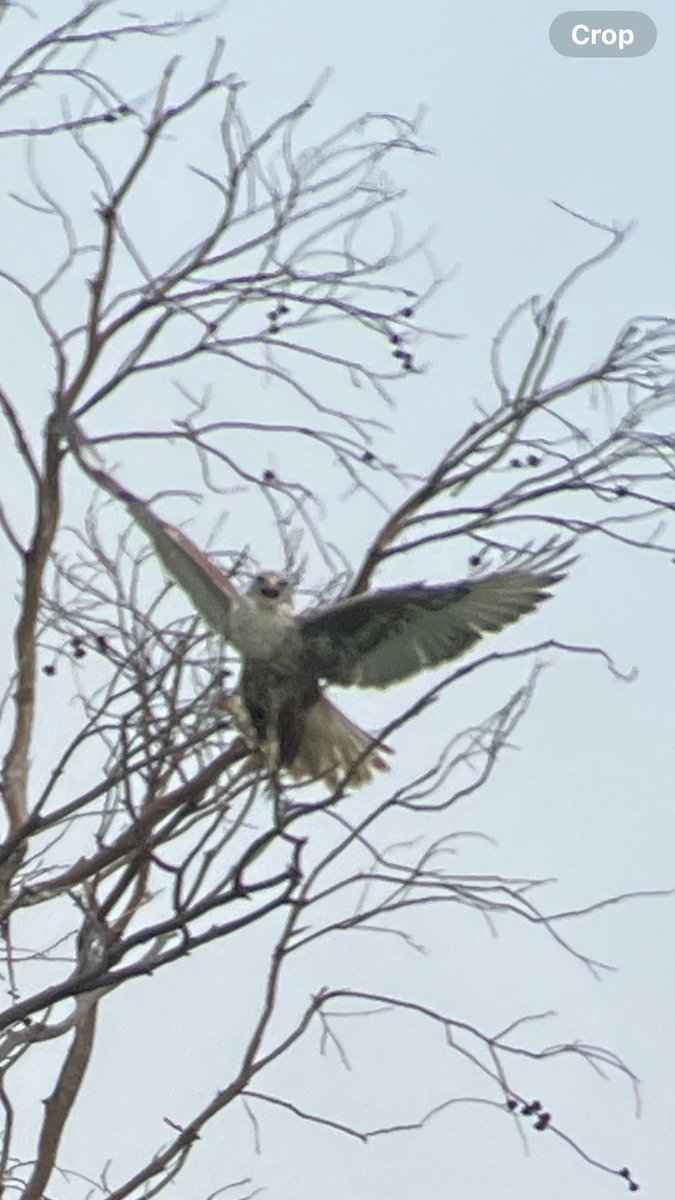 kongevåk - ML645853016