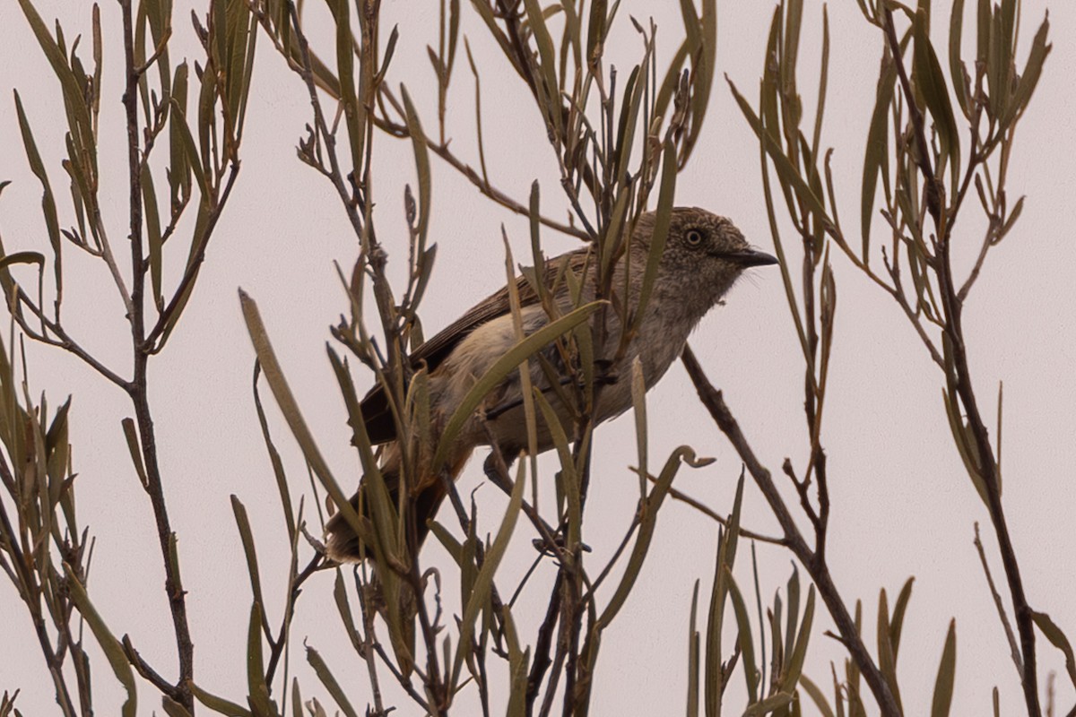 Chestnut-rumped Thornbill - ML645853017