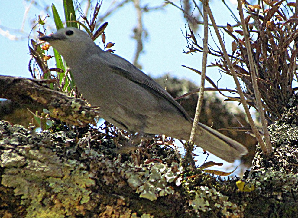 Gray Cuckooshrike - ML645853019