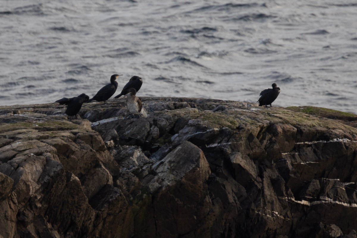 kormorán velký - ML645853025