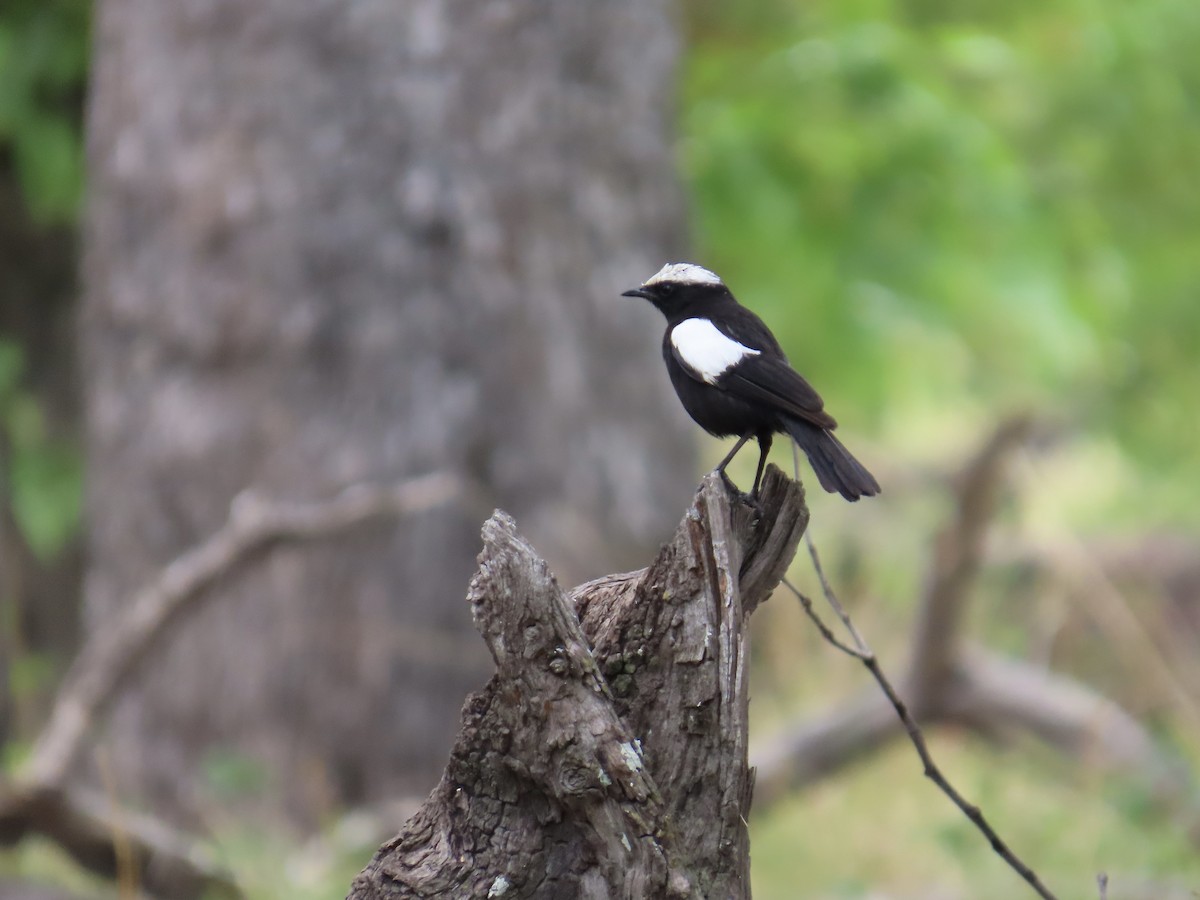 Arnot's Chat - ML645853026