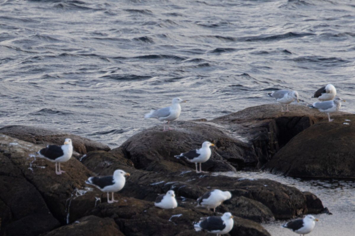 Gavión Hiperbóreo - ML645853027