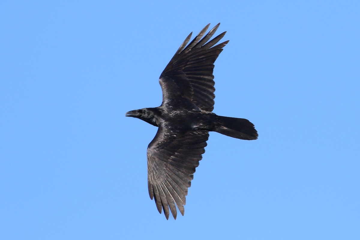 Common Raven - ML645853034