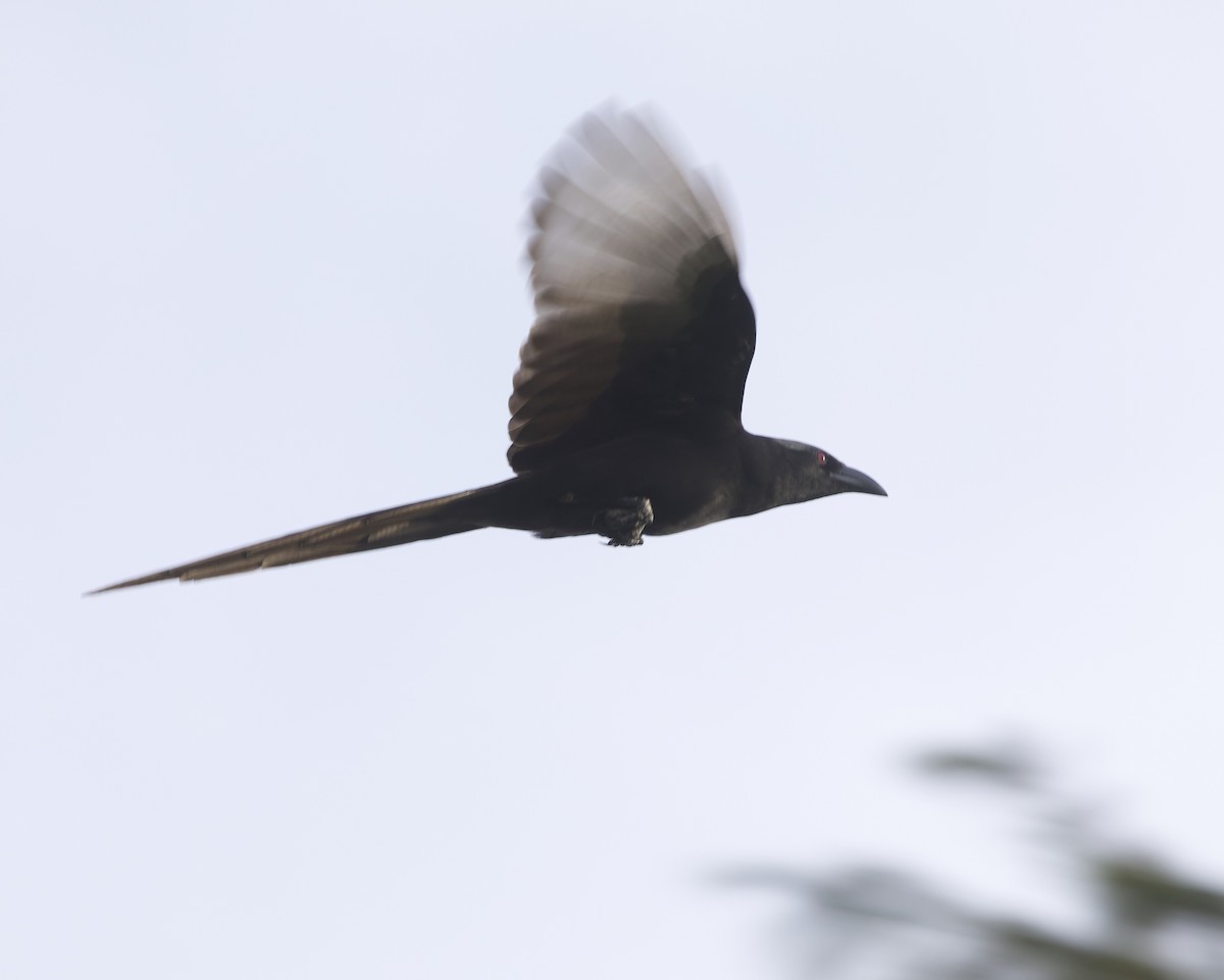 straka ostroocasá - ML645853036