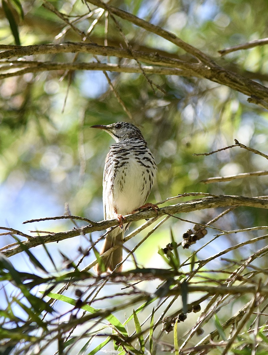 Bar-breasted Honeyeater - ML645853038