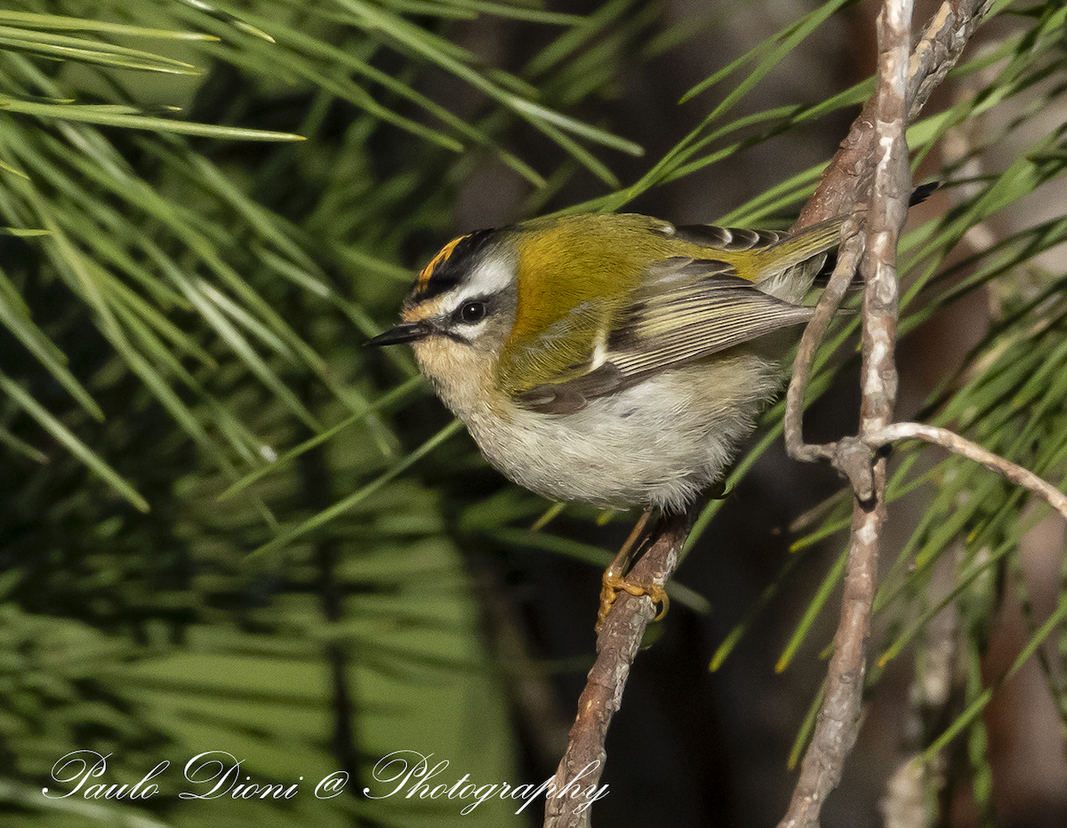 Common Firecrest - ML645853043