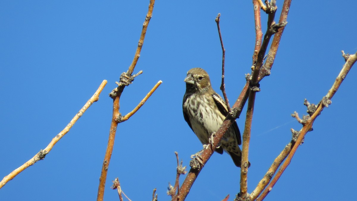 Lark Bunting - ML645853044