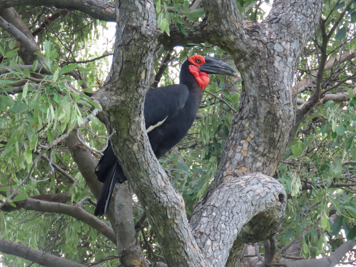 Southern Ground-Hornbill - ML645853055