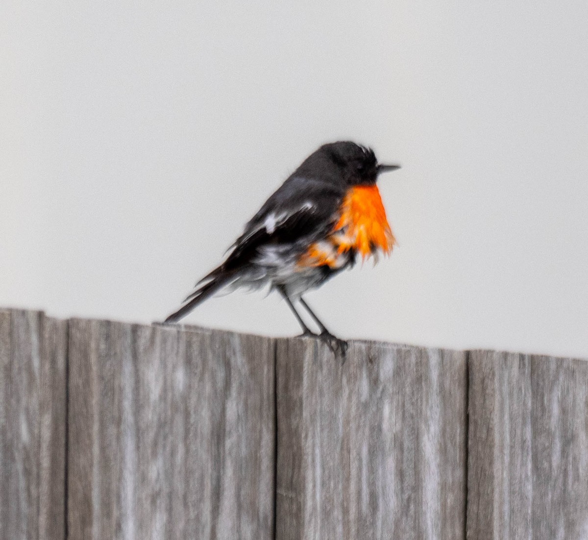 Flame Robin - ML645853059